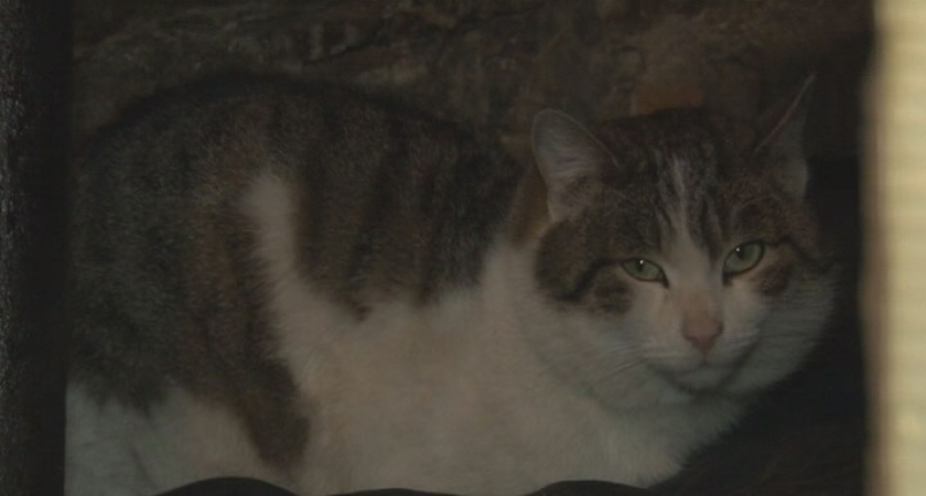                           Люди переехали,  а своих питомцев оставили бездомными.  