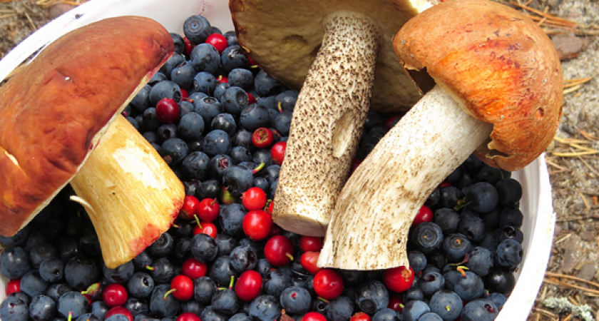 Соблюдайте меры безопасности при сборе грибов и орехов