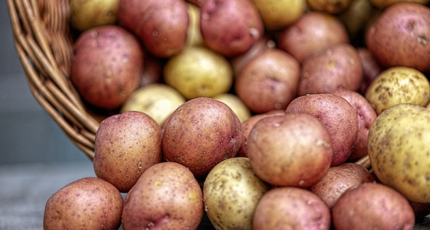 В России может возникнуть дефицит картофеля
