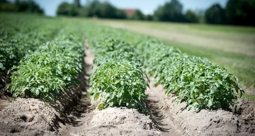 В Усольском районе  установят  мелиоративные системы в следующем году 