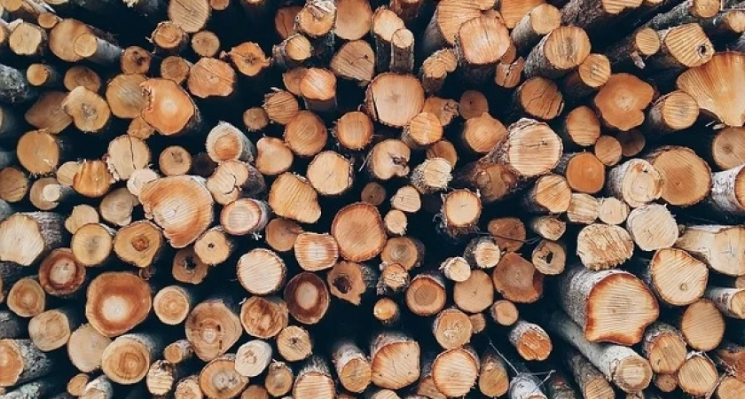 В Усолье-Сибирском четверых лесорубов осудили за незаконные рубки