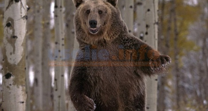 Медведь украл борщ у дачников