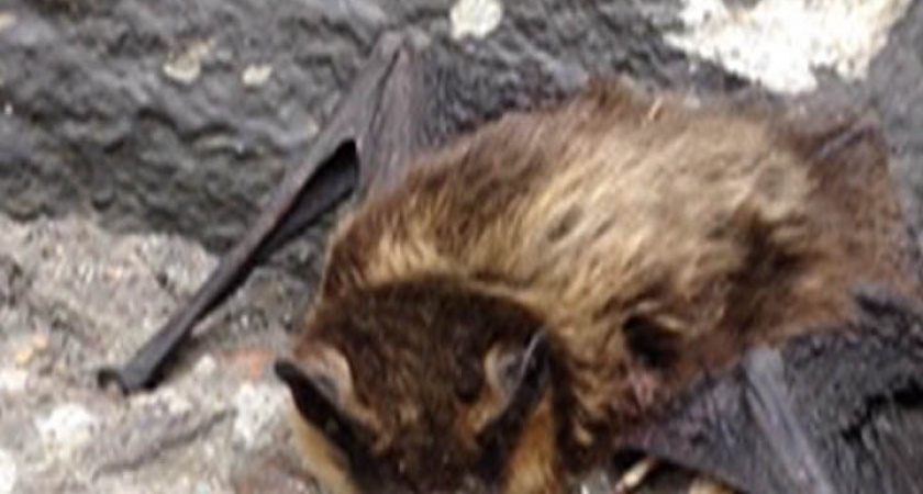 Летучую мышь во дворе дома нашла иркутская семья
