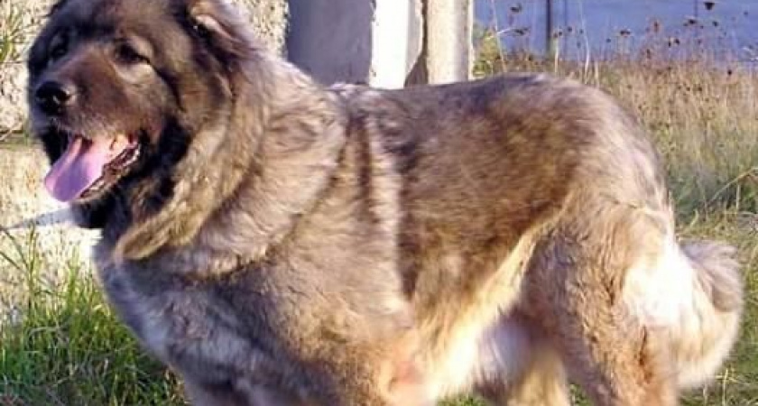 Для спасения граждан от агрессивной собаки участковый уполномоченный применил табельное оружие