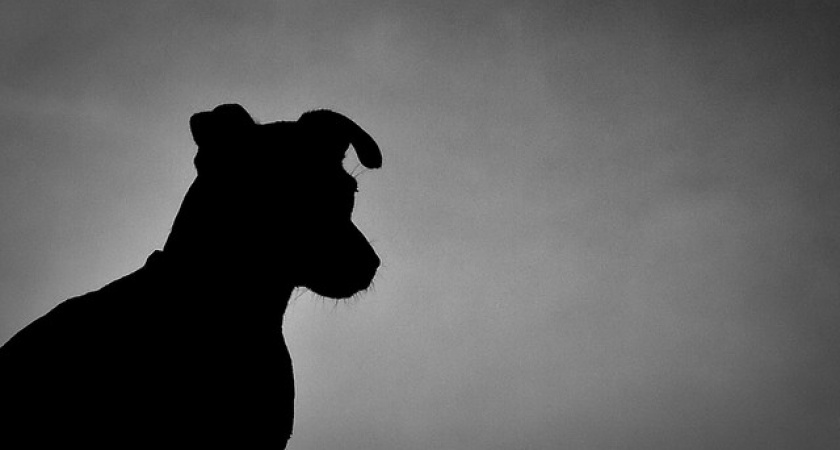 "Догхантеры" объявили 13 января днем зачистки от собак