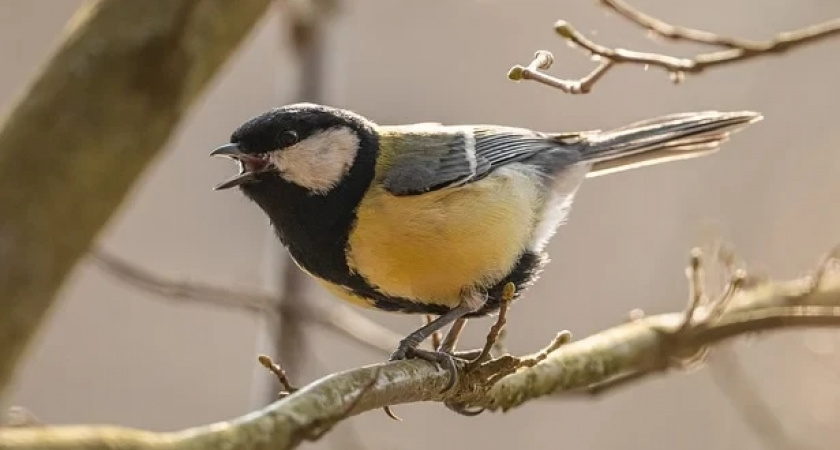 Почему нельзя лениться и ссориться с мужем в день мучеников Зиновия и Зиновии 12 ноября