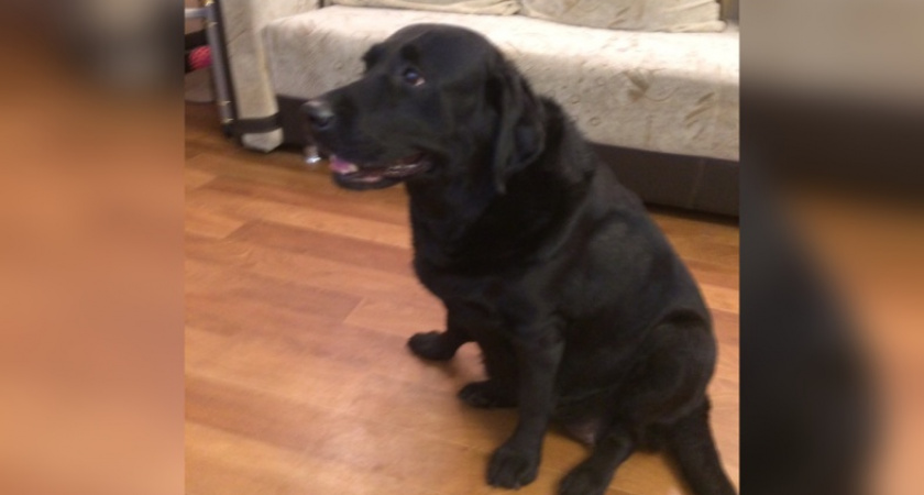 У слабовидящей иркутянки отравили собаку-поводыря