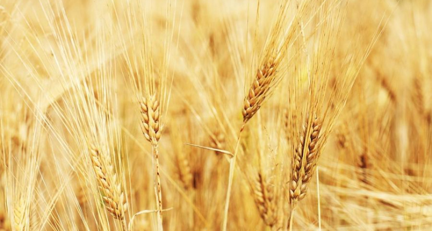 Россия обеспечила половину потребностей Египта в пшенице