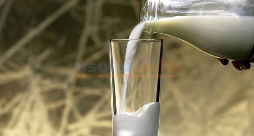 На сельхозпредприятиях Усольского района возросли суточные надои молока