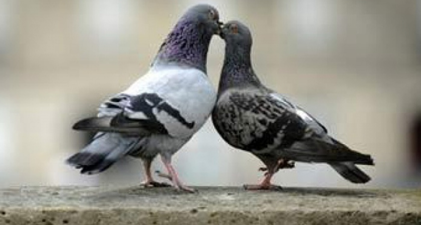  Кто губит голубей?