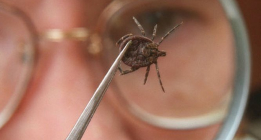 Меньше укусов клещей зафиксировано в Иркутской области, чем годом ранее 