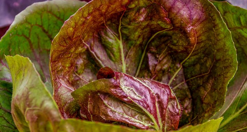 Назван овощ, защищающий от рака