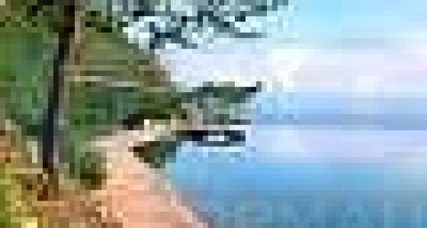 Два старых дерева, растущие в Приангарье, получили статус памятников живой природы