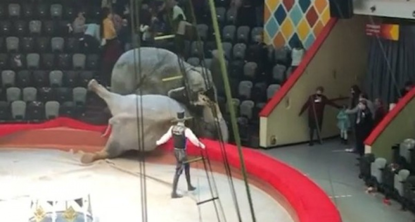В Казани слоны подрались во время представления в цирке