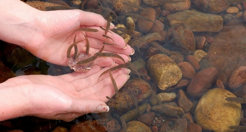 Рыбы должно быть много