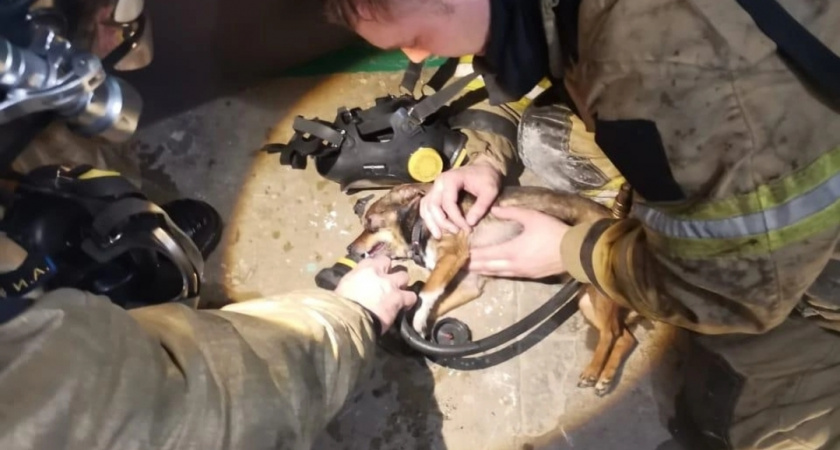 Усольские пожарные спасли той-терьера при возгорании в квартире