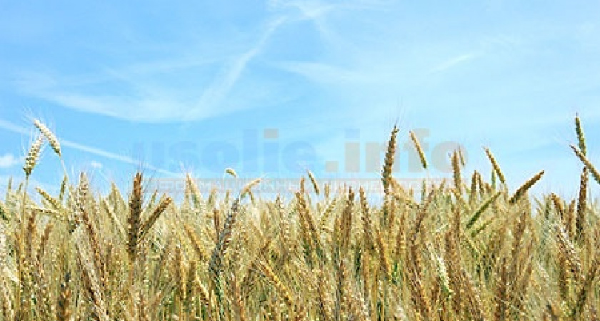 Новости сельского хозяйства Усольского района 