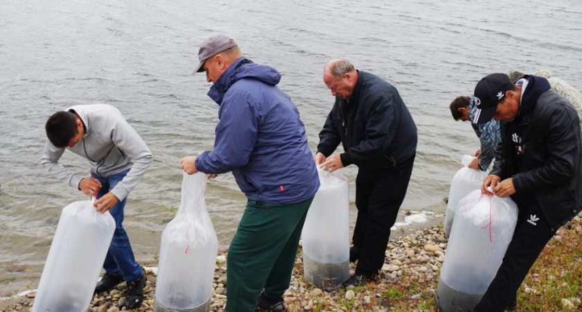 Плыви, рыбка