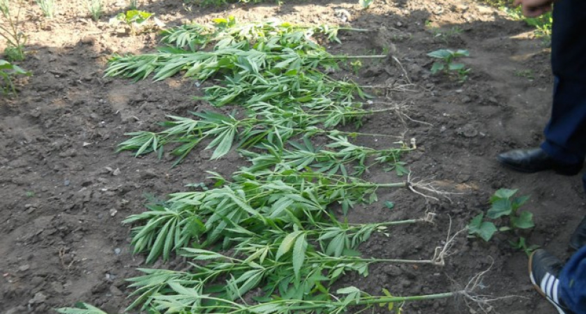 Поле конопли выкосили около войсковой части ракетчиков в Иркутском районе