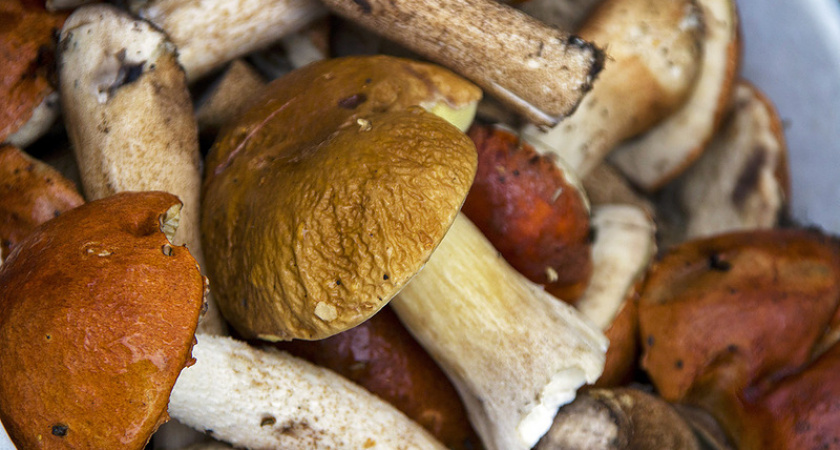 Как избежать отравление грибами: правила сбора и покупки