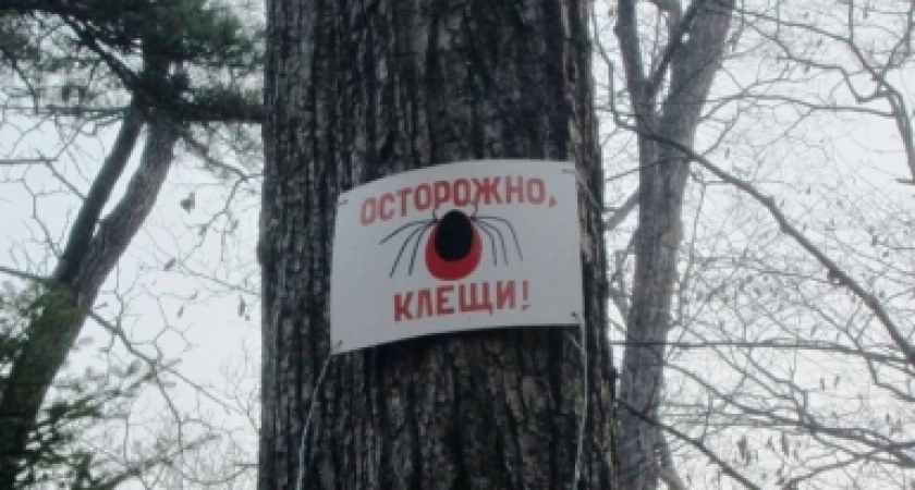 Фото к статье: В Иркутской области зафиксировали 20 укусов клещей с 3 по 10 апреля