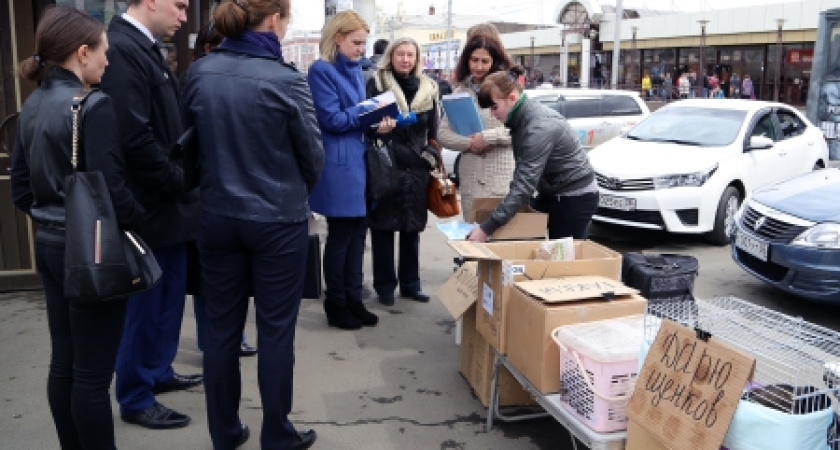 Оставленных продавцами на улице Тимирязева в Иркутске котят и щенков передали в питомник