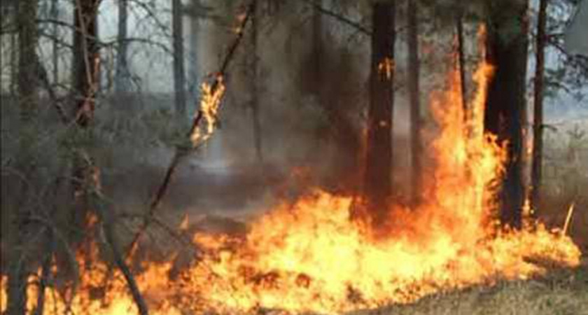 Площадь лесных пожаров в Сибири за сутки выросла в полтора раза - Рослесхоз