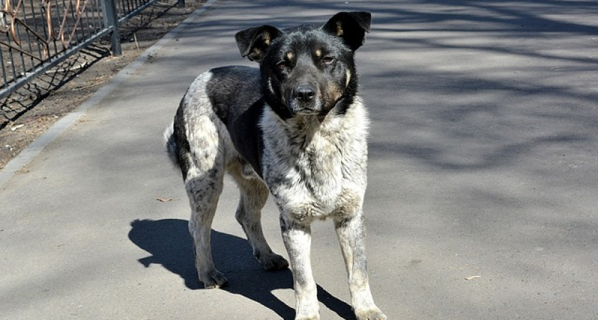 Кинолог Голубев дал рекомендации по спасению от стаи агрессивных собак