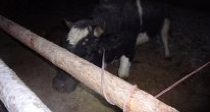 В Усольском районе полицейские пресекли кражу крупного рогатого скота