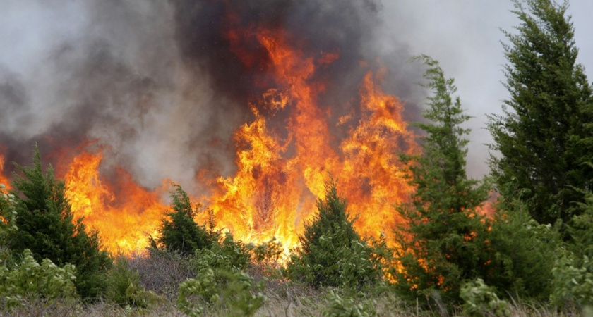 Глава Рослесхоза раскритиковал действия Иркутской области и Бурятии в борьбе с лесными пожарами