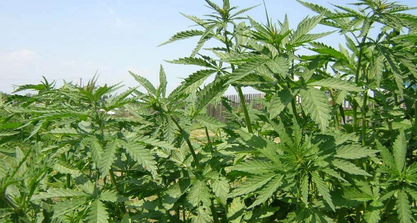 Около 800 га конопли уничтожили в Иркутской области