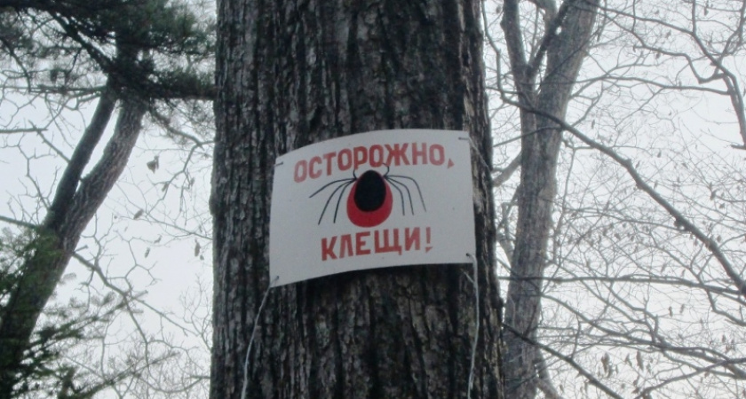 От укусов клещей в Иркутской области пострадали пять детей
