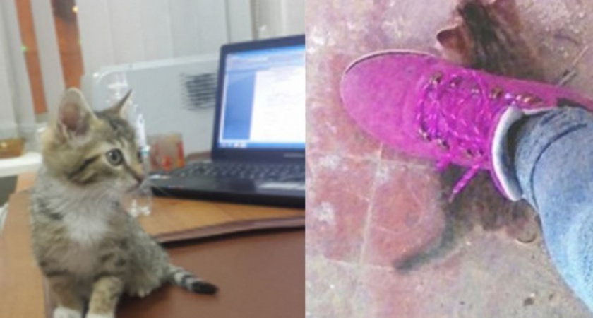 Подражательницы хабаровских живодерок имитировали издевательства над котенком