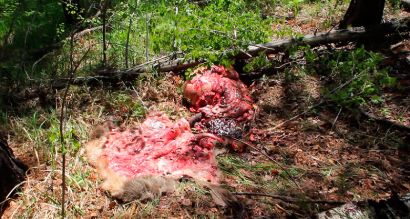 Депутат думы Иркутского района попался на браконьерстве в заказнике Красный Яр