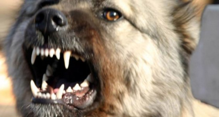 Пенсионерки против отлова собак