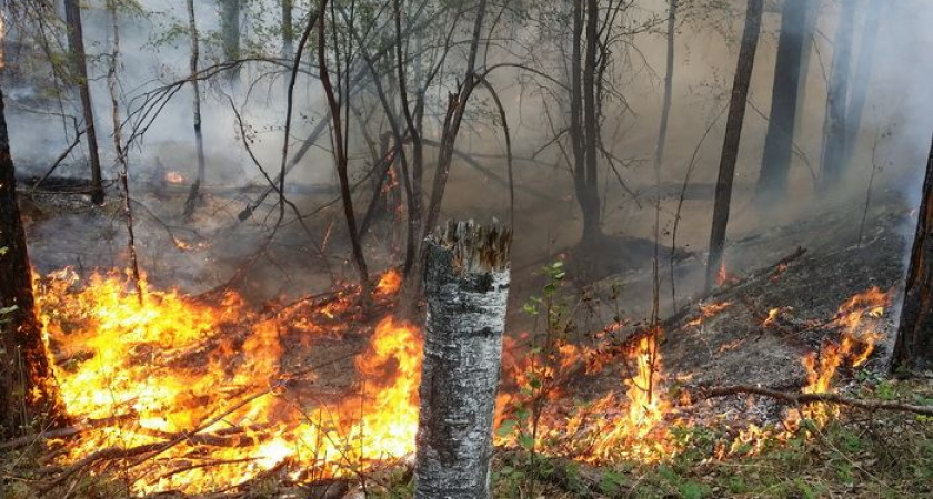 Планы тушения лесных пожаров в 2017 году начал составлять в Иркутской области