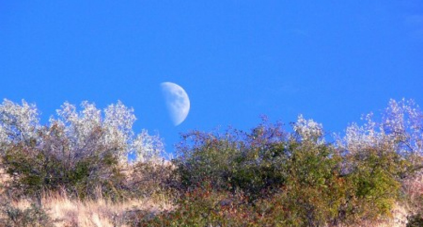Лунный календарь садовода-огородника на июнь 2017 года
