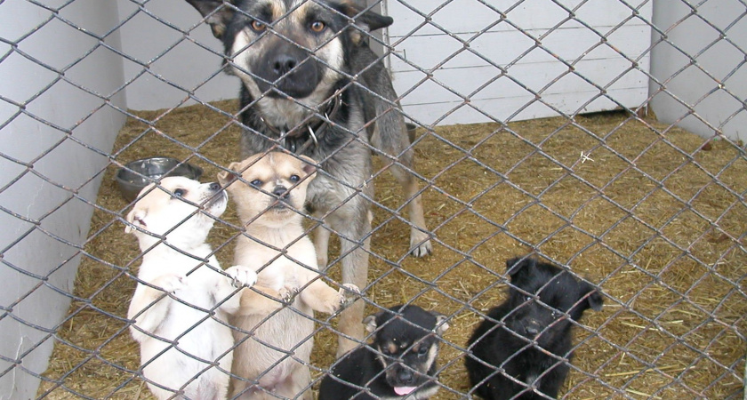 Отлов собак начат в Усолье