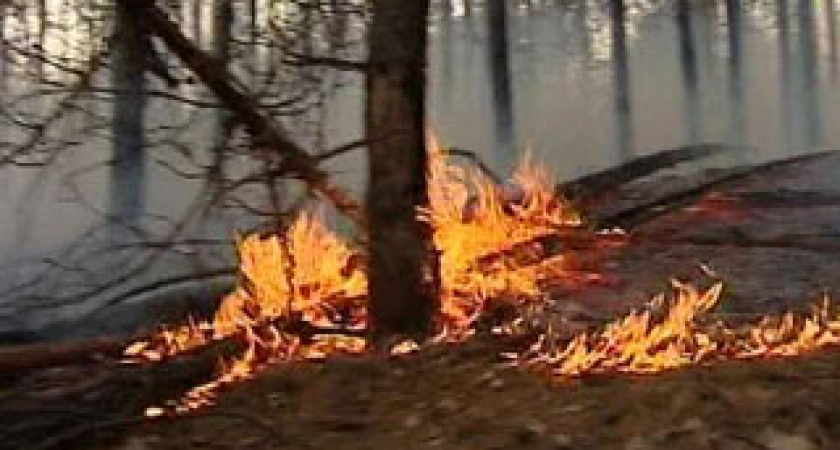 Полицейские Усолья проводят работу по профилактике лесных пожаров