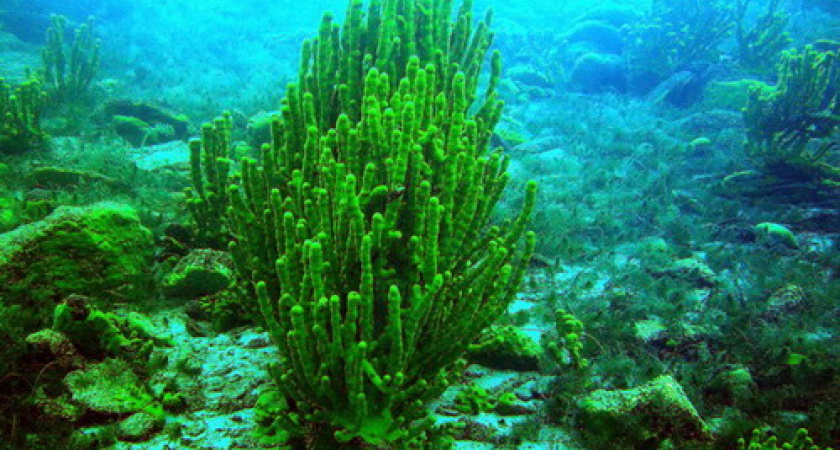 Учёные: Байкальские губки полностью погибли у посёлка Листвянка на Байкале