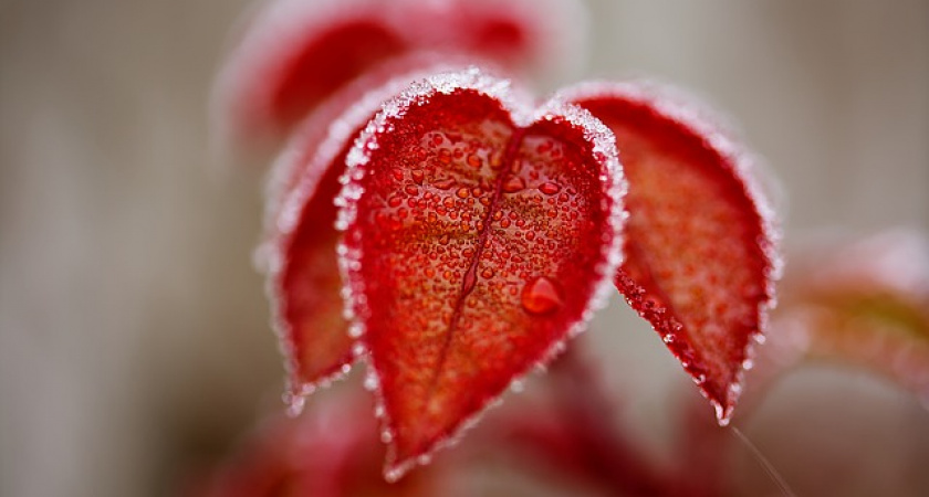 Заморозки на территории Иркутской области прогнозируют метеорологи 17-19 сентября