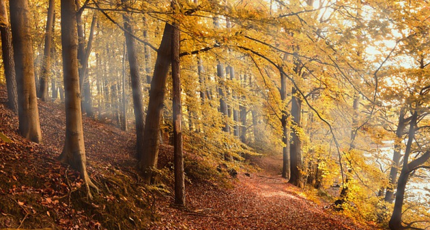 Во всей Иркутской области на землях лесного фонда закрыт пожароопасный сезон
