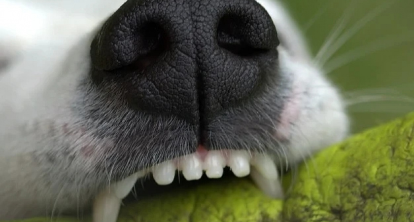 На Камчатке стая собак напала на мальчика