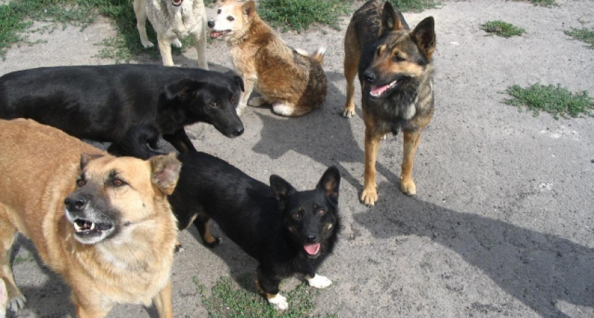 Собаки напали на ребенка