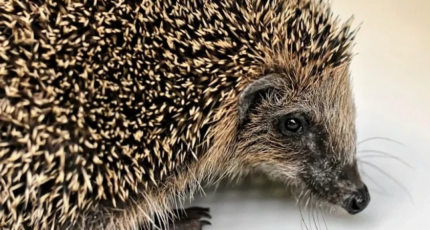 Раннюю и теплую весну предсказала иркутская ежиха Маня