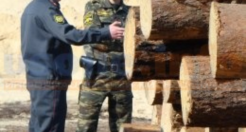Тайны таёжного двора. Контрабанда леса невозможна без высоких покровителей