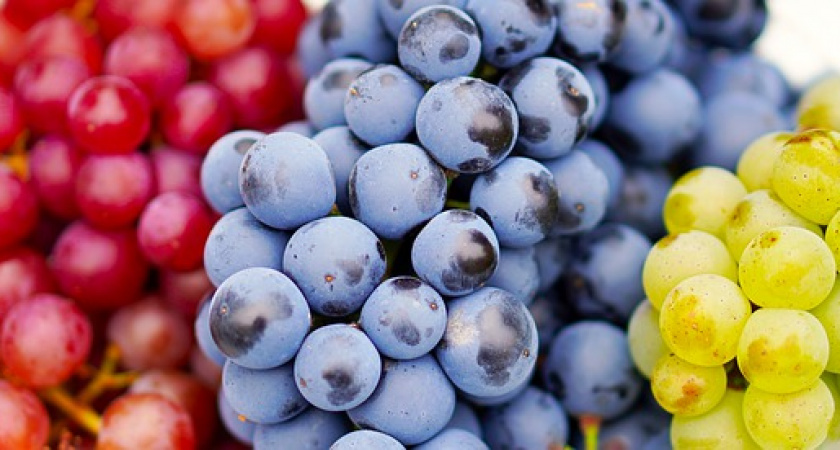 Кардиолог Карабулут посоветовал включить в рацион виноград для разжижения крови