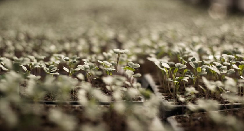 Полив огорода калимагнезией поможет растениям справляться с морозами