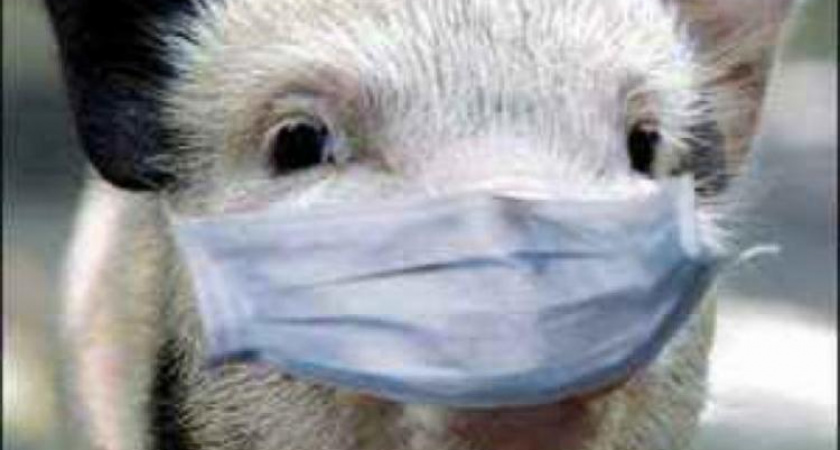 Главное - не допустить вспышки африканской чумы свиней