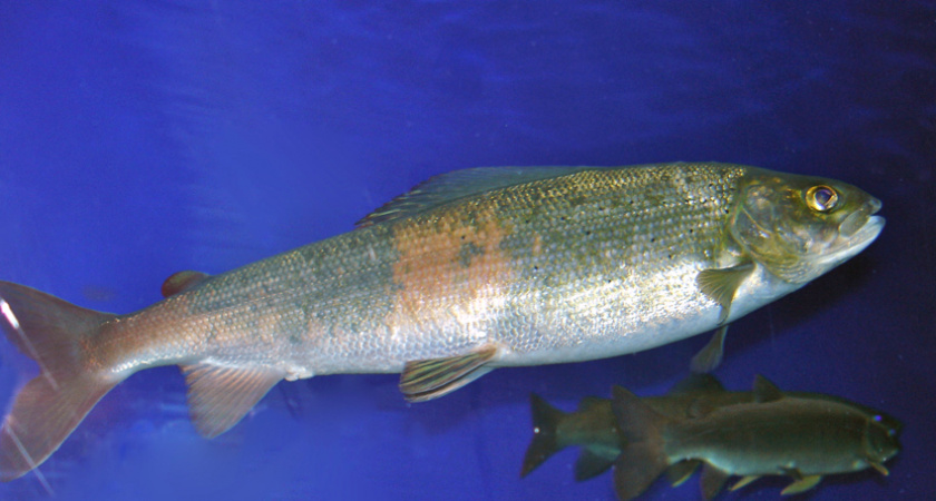 Росрыболовство введёт полный запрет на вылов омуля в Байкале с 2017 по 2019 годы